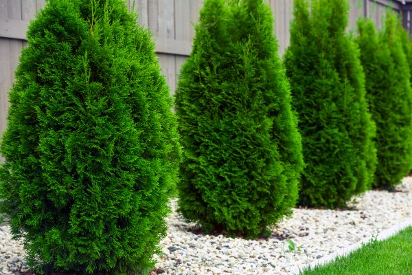 Arborvitae Planting in Riverview