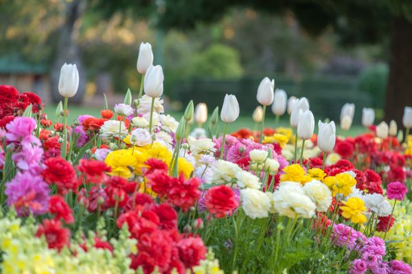 Gardening Service in Riverview