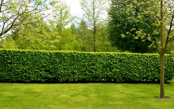 Hedge Planting in Riverview