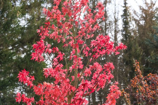Japanese Maple Planting in Riverview
