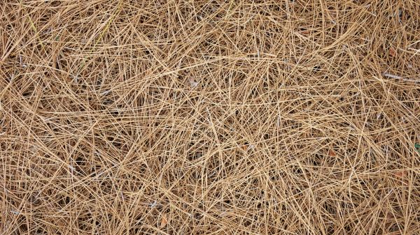 Pine Needles Delivery in Riverview
