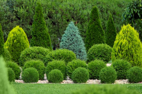 Shrub Replacement in Riverview