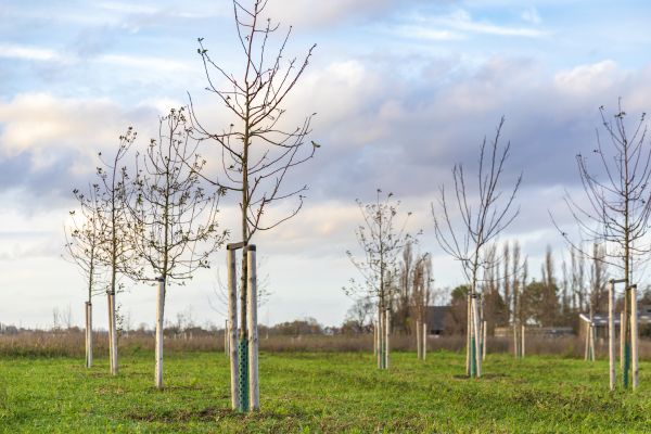 Tree Installation Service in Riverview