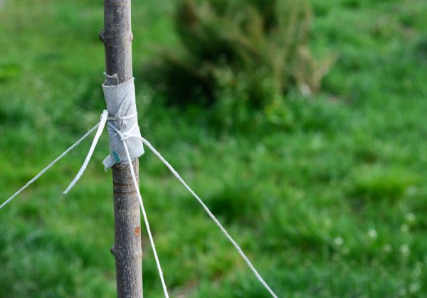 Tree Staking Service in Riverview