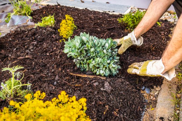 Weeding And Mulching in Riverview