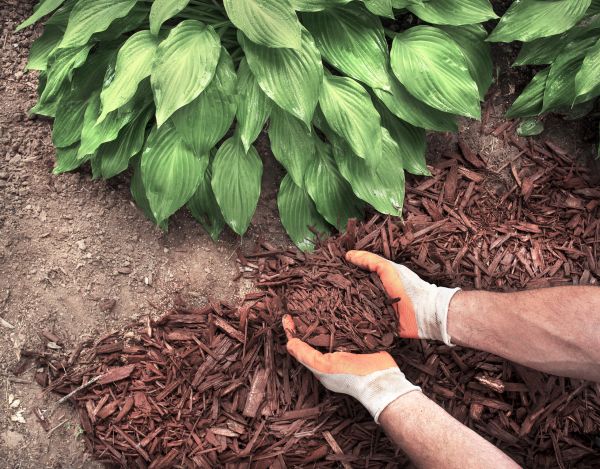 Shredded Mulch Service in Riverview