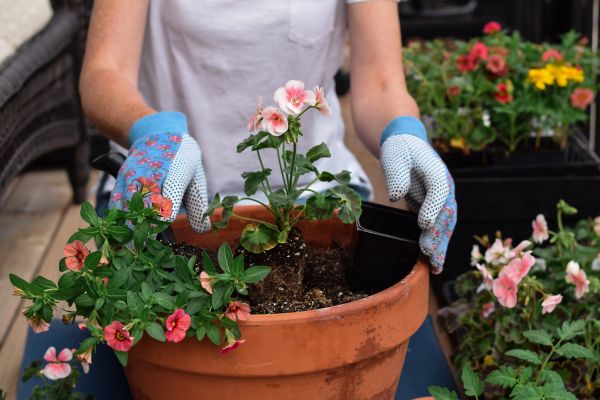 Plant Care Service in Riverview