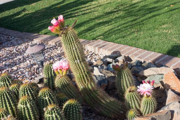 Desert Landscaping in Riverview