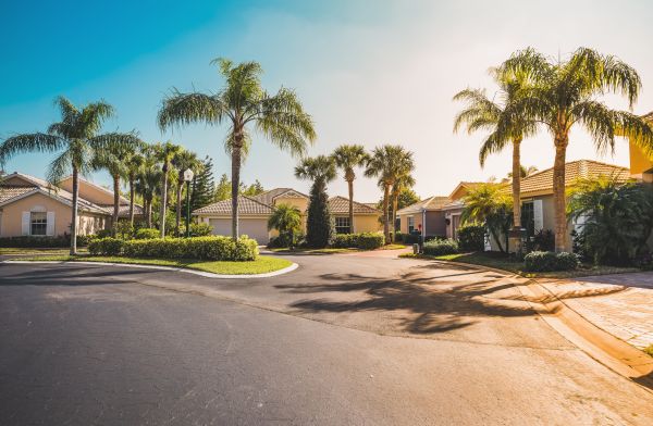 Palm Tree Landscaping in Riverview