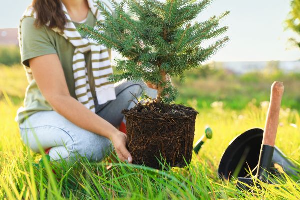 Spruce Tree Planting in Riverview