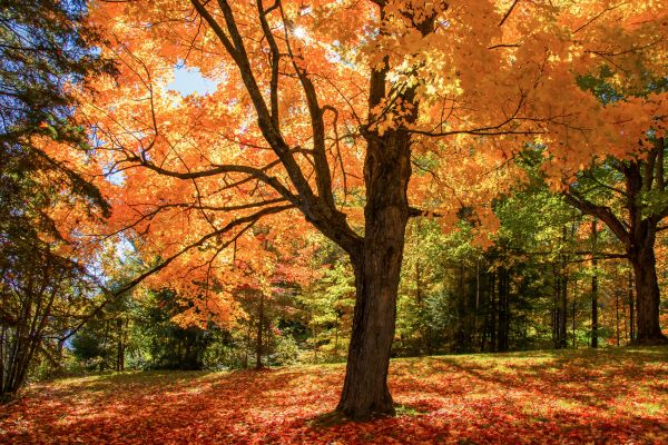 Maple Tree Planting in Riverview