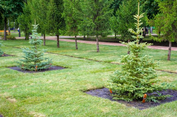 Privacy Trees Planting in Riverview