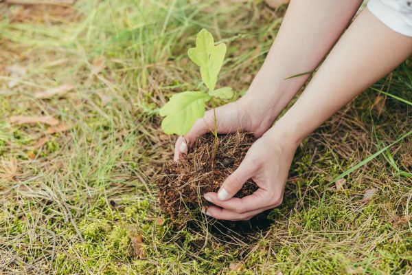 Oak Tree Planting in Riverview
