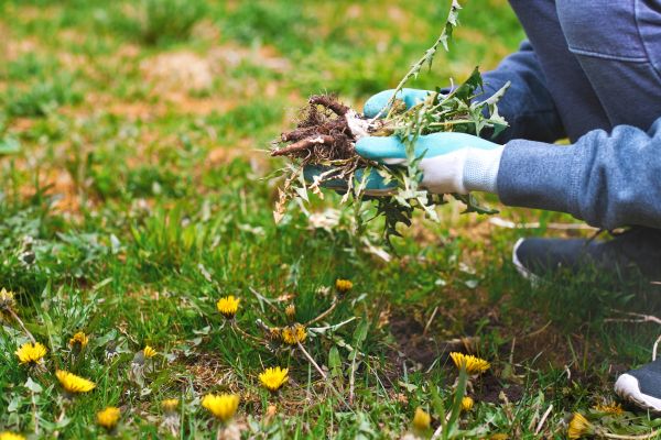 Flower Bed Clearing in Riverview