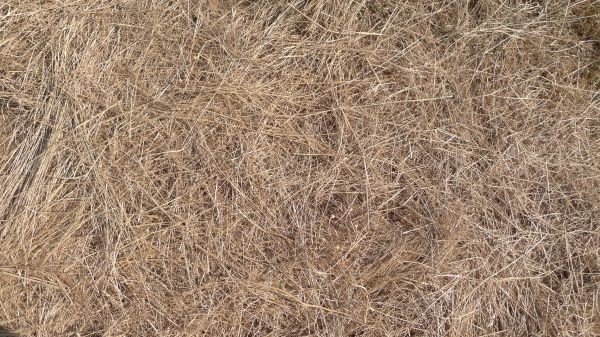 Pine Straw Replacement in Riverview