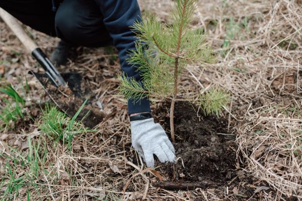 Pine Tree Planting in Riverview