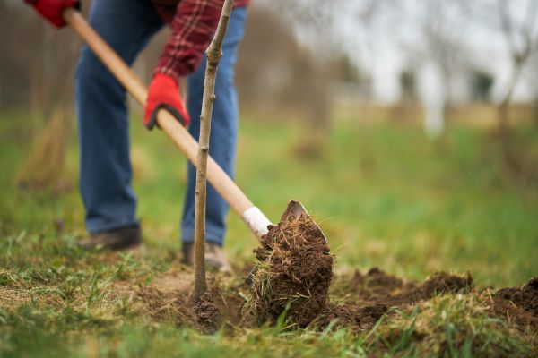Trees Planting in Riverview
