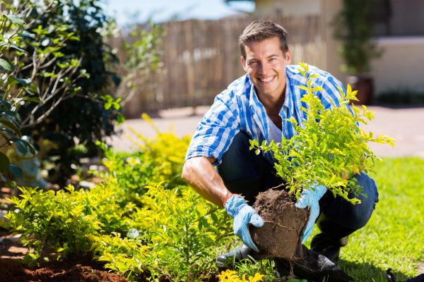 Shrub Landscaping in Riverview