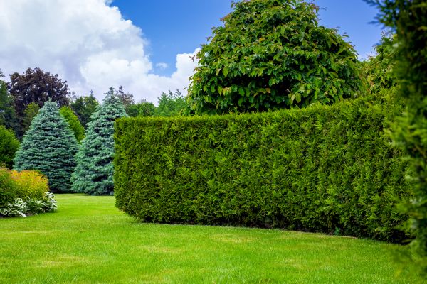 Hedge Landscaping in Riverview
