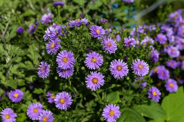 Perennial Flower Planting in Riverview
