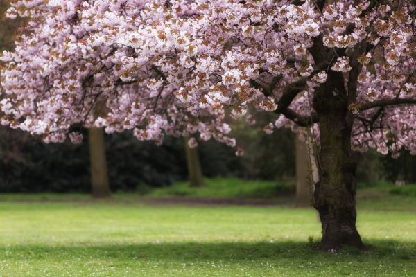 Cherry Tree Planting in Riverview
