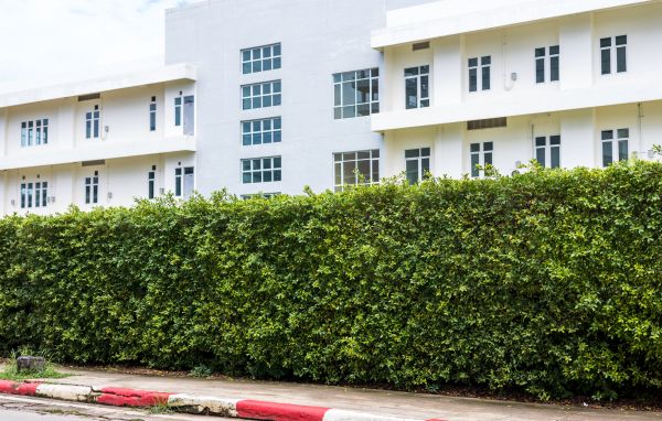 Privacy Landscaping in Riverview