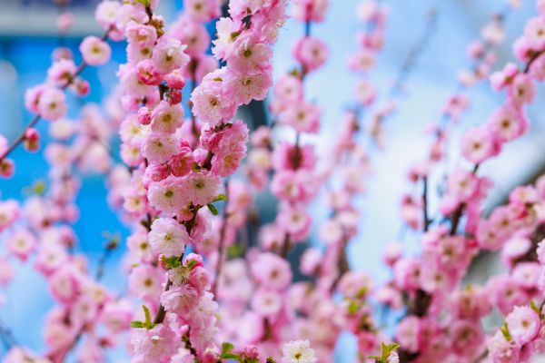 Japanese Cherry Tree Planting in Riverview