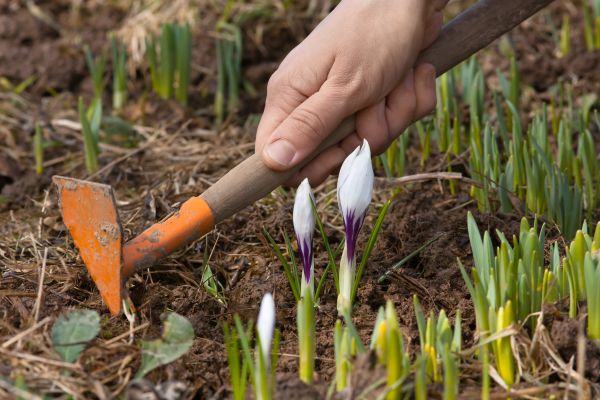 Flower Garden Weeding in Riverview
