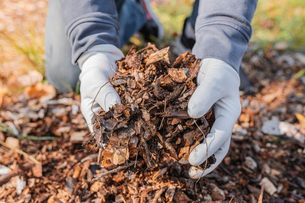 Shredded Mulch Installation in Riverview