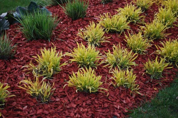 Red Mulch Installation in Riverview