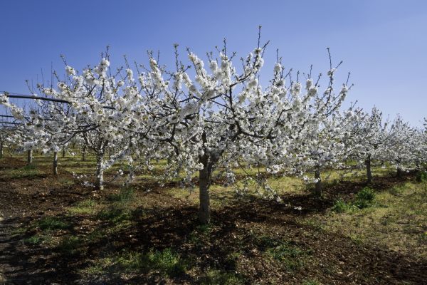 Orchard Planting in Riverview