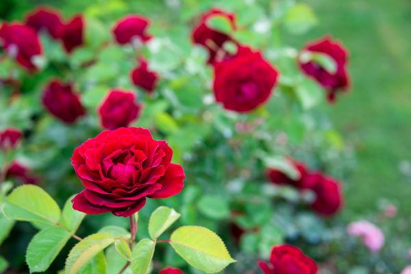 Rose Planting in Riverview
