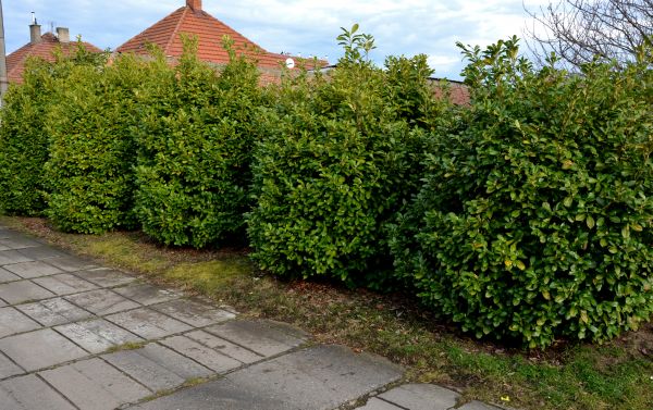 Privacy Shrub Installation in Riverview