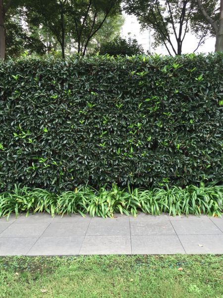Privacy Shrub Planting in Riverview