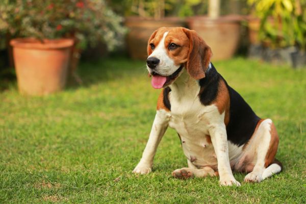 Dog Friendly Landscaping in Riverview