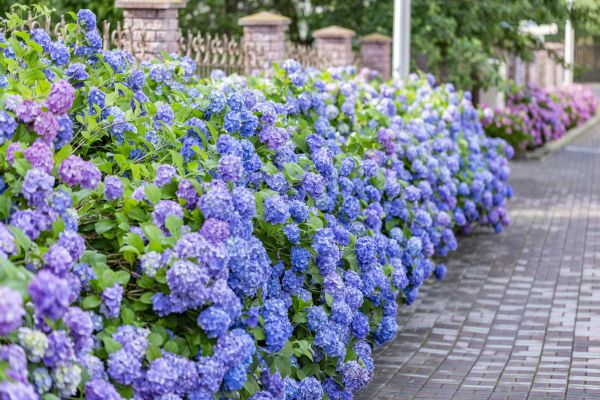 Hydrangea Landscaping in Riverview