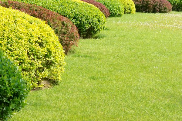 Shrubbery Planting in Riverview