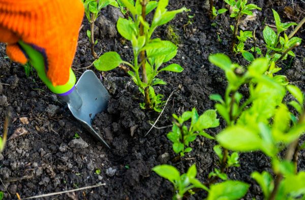 Hydrangea Planting in Riverview
