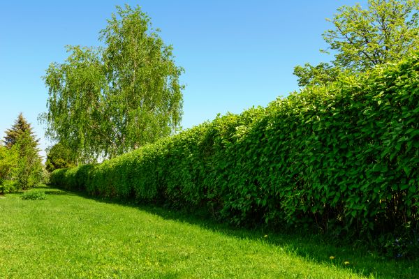 Hedge Replacement in Riverview