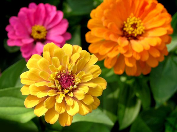 Zinnia Planting in Riverview