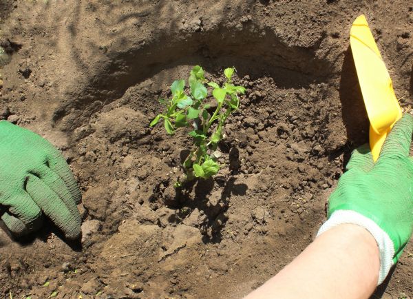 Rose Bush Planting in Riverview