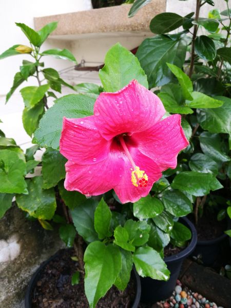 Hibiscus Planting in Riverview