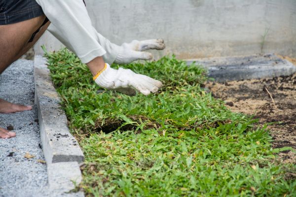 Ground Cover Planting in Riverview