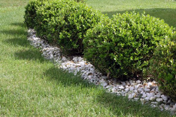 Boxwood Planting in Riverview