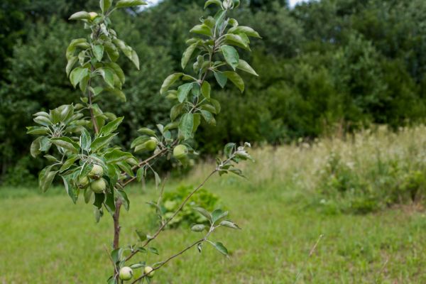 Apple Tree Planting in Riverview