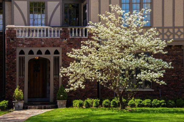 Dogwood Tree Planting in Riverview