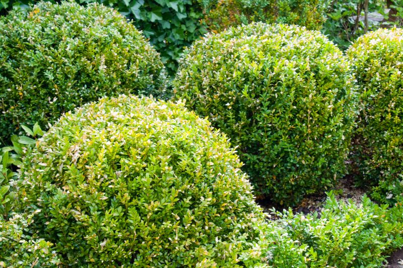Boxwood Planting